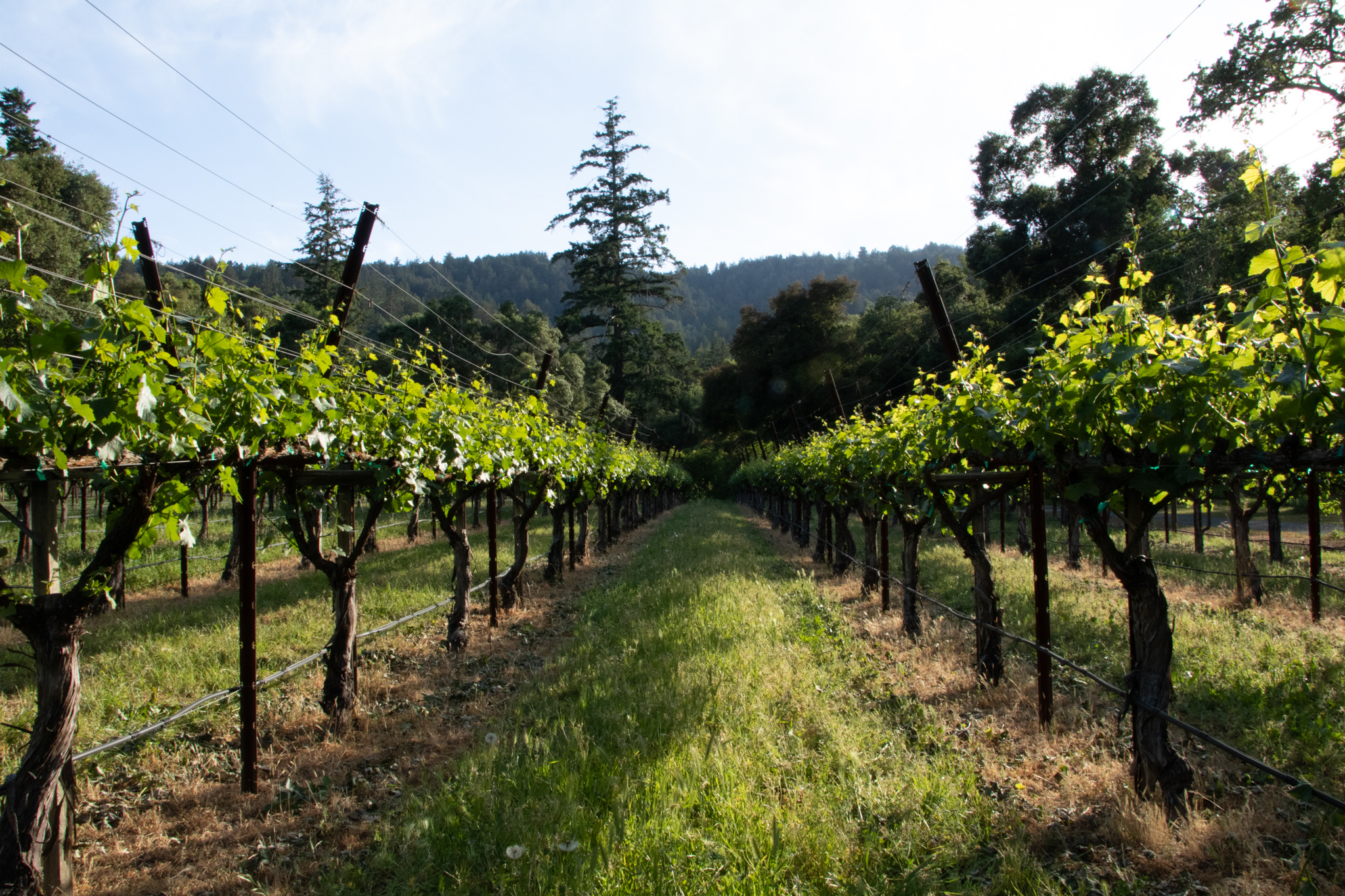 Our Story Kings Mountain Vineyards